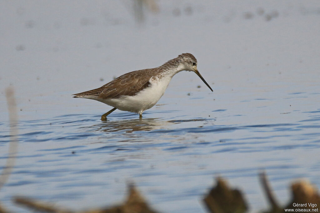 Marsh Sandpiperadult