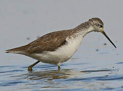 Marsh Sandpiper