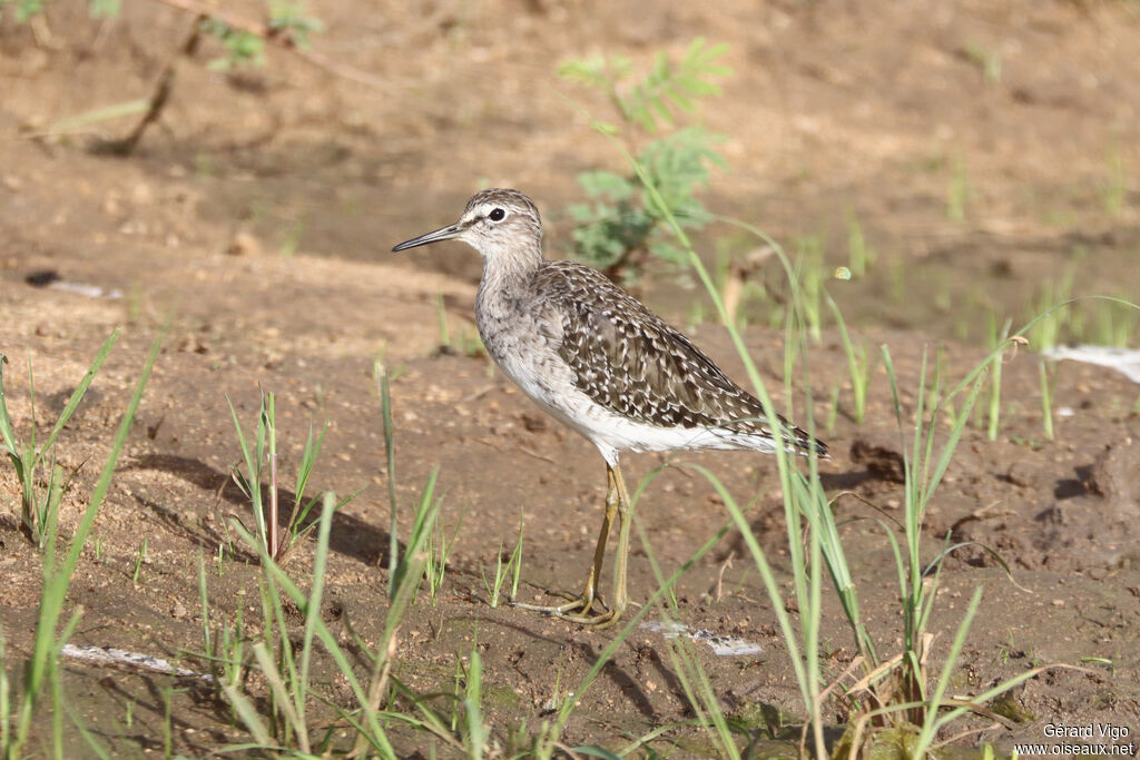 Chevalier sylvainadulte