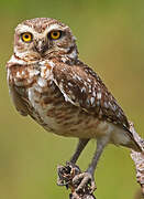 Burrowing Owl