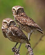 Burrowing Owl