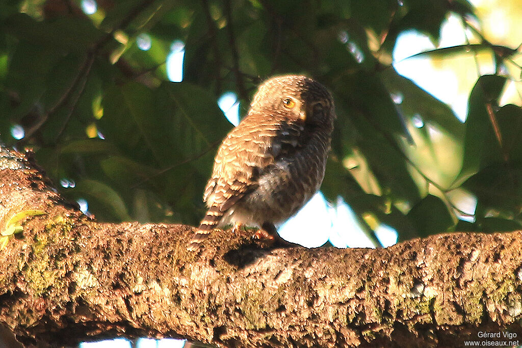 Collared Owletadult