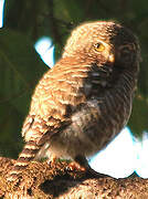 Collared Owlet