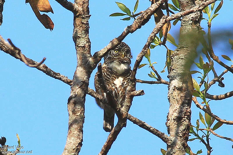 Collared Owletadult, habitat