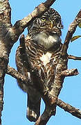 Collared Owlet