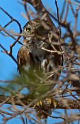 Ferruginous Pygmy Owl