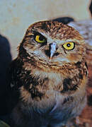 Pacific Pygmy Owl