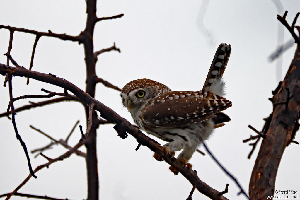Chevêchette perlée