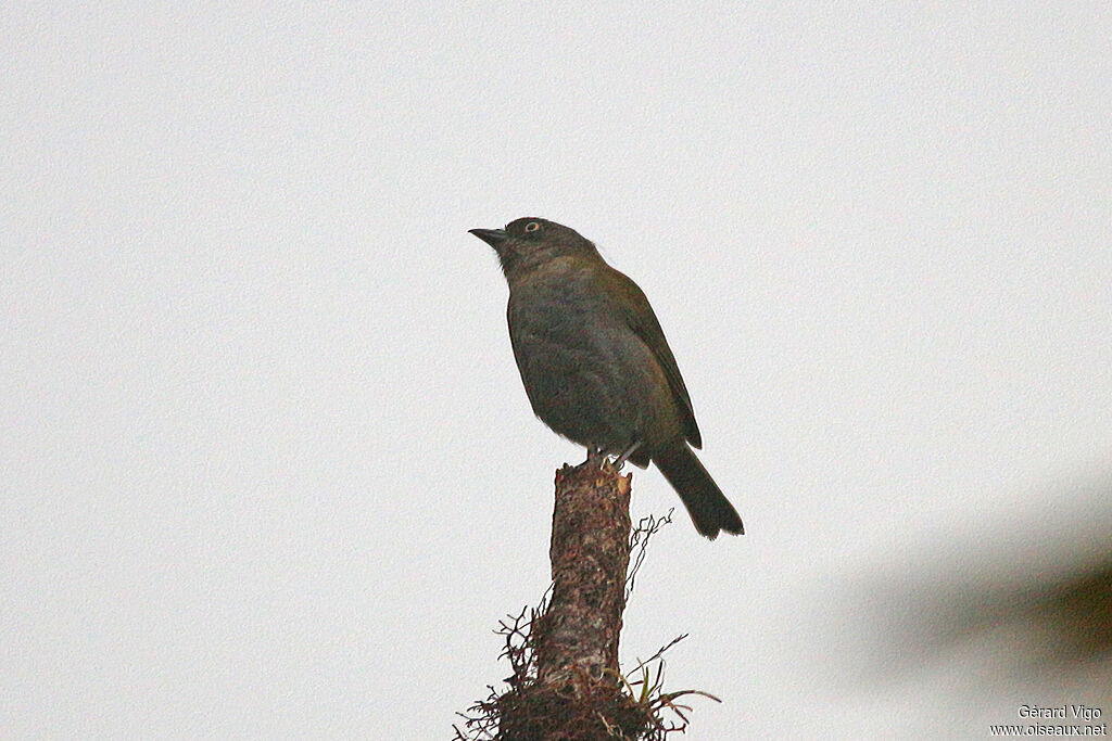 Chlorospin ombré adulte