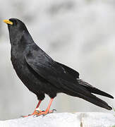 Alpine Chough