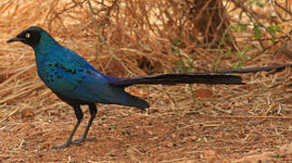 Long-tailed Glossy Starling