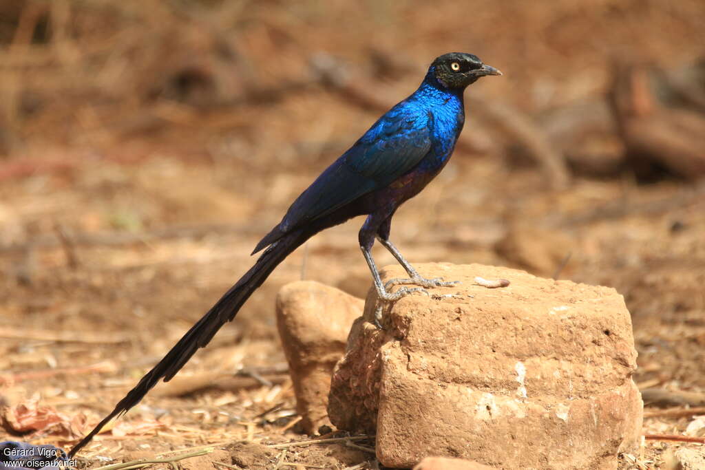 Long-tailed Glossy Starlingadult, pigmentation