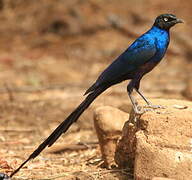 Long-tailed Glossy Starling