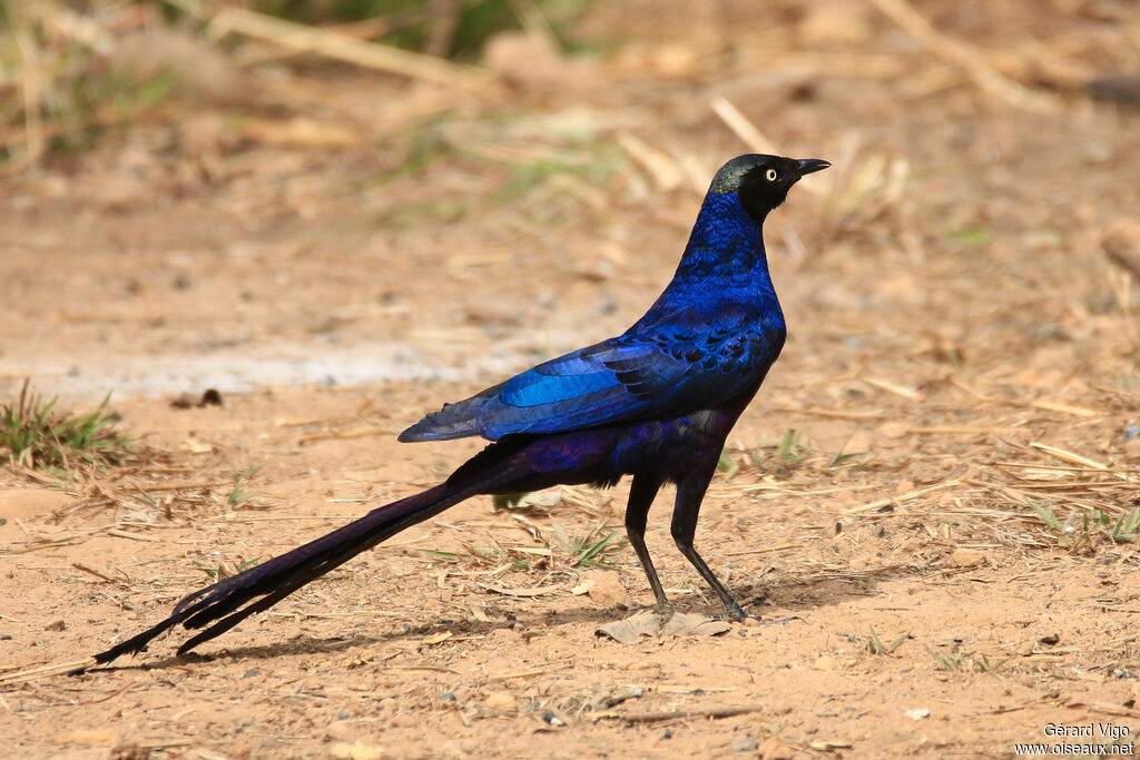 Long-tailed Glossy Starlingadult