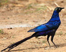 Long-tailed Glossy Starling