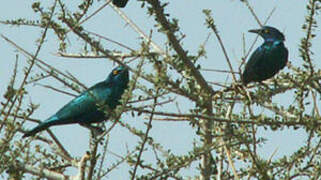 Choucador à oreillons bleus