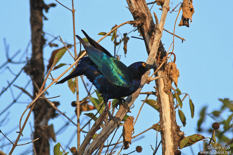 Greater Blue-eared Starling male adult, courting display