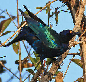 Choucador à oreillons bleus