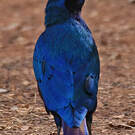 Choucador à queue violette