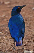 Bronze-tailed Starling