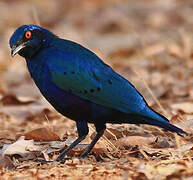 Bronze-tailed Starling