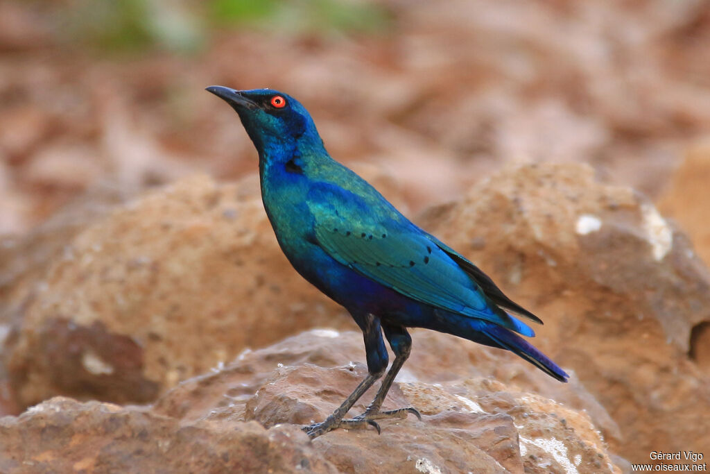 Bronze-tailed Starlingadult