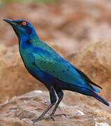 Bronze-tailed Starling