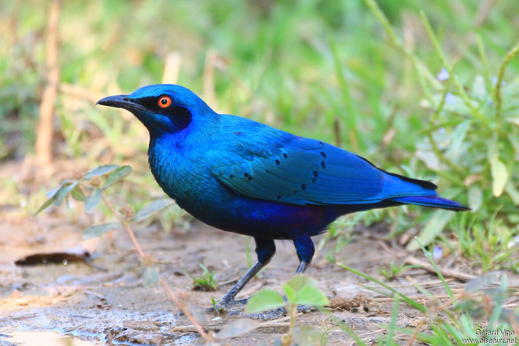 Bronze-tailed Starlingadult