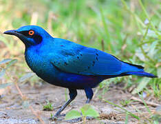 Bronze-tailed Starling