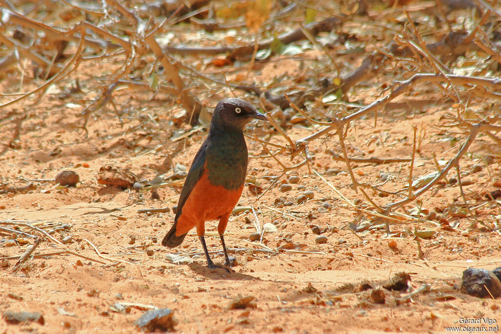 Chestnut-bellied Starlingadult