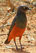 Chestnut-bellied Starling