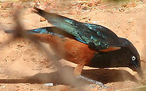 Chestnut-bellied Starling