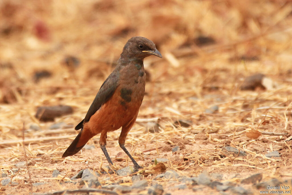 Chestnut-bellied Starlingjuvenile