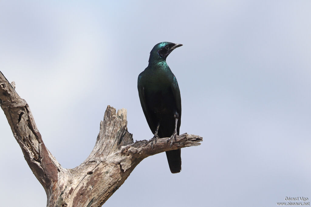 Choucador de Burchelladulte