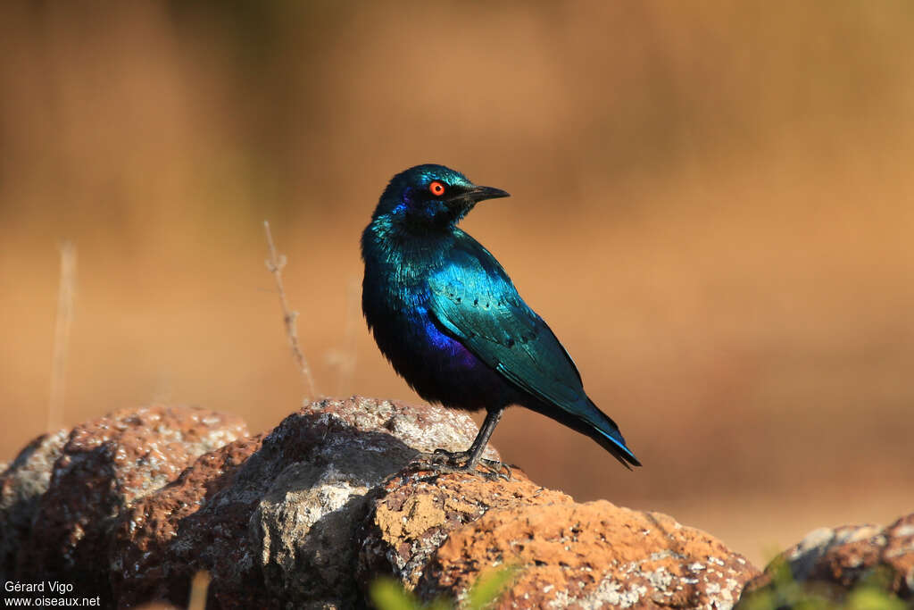 Lesser Blue-eared Starlingadult, identification