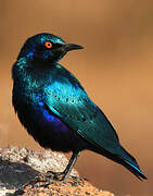 Lesser Blue-eared Starling