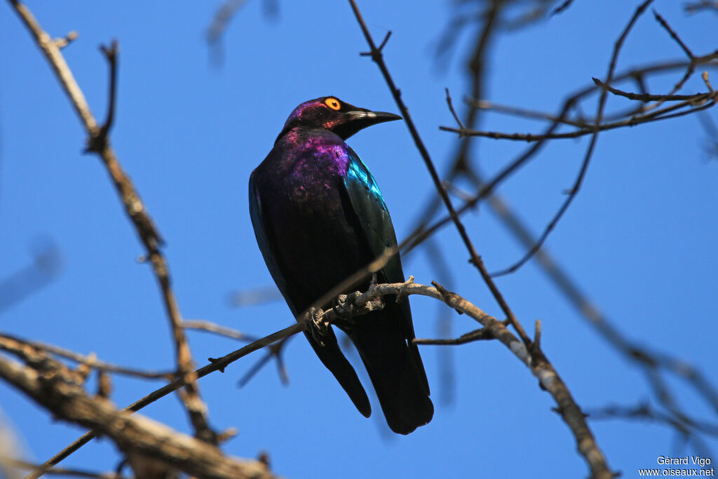 Purple Starlingadult