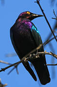 Purple Starling