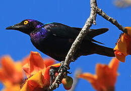 Purple Starling