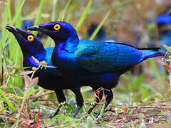 Purple Starling