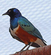 Superb Starling