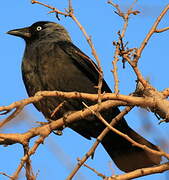 Western Jackdaw