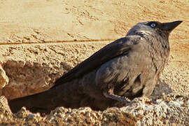 Western Jackdaw