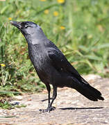 Western Jackdaw