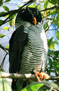 Black-and-white Owl