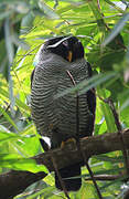 Black-and-white Owl