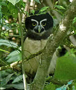 Spectacled Owl