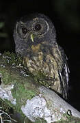 Mottled Owl