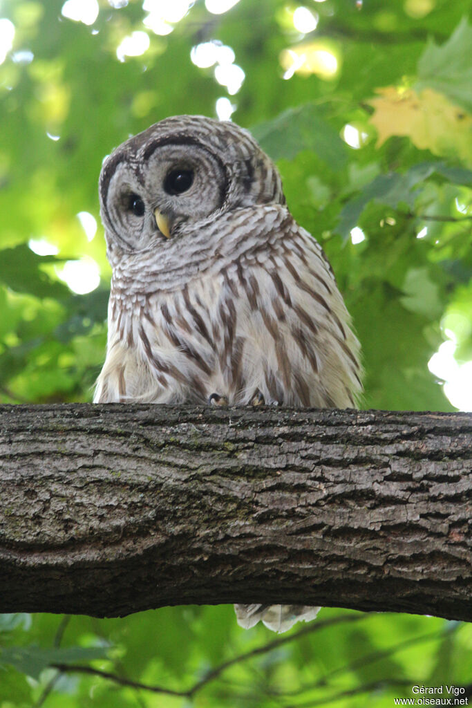 Barred Owladult