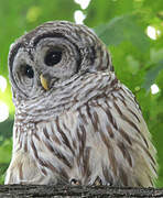 Barred Owl